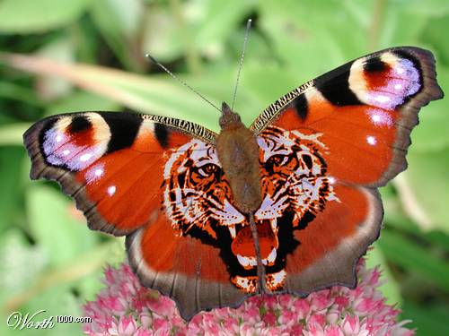 Tiger Tattoo on Butterfly's Back